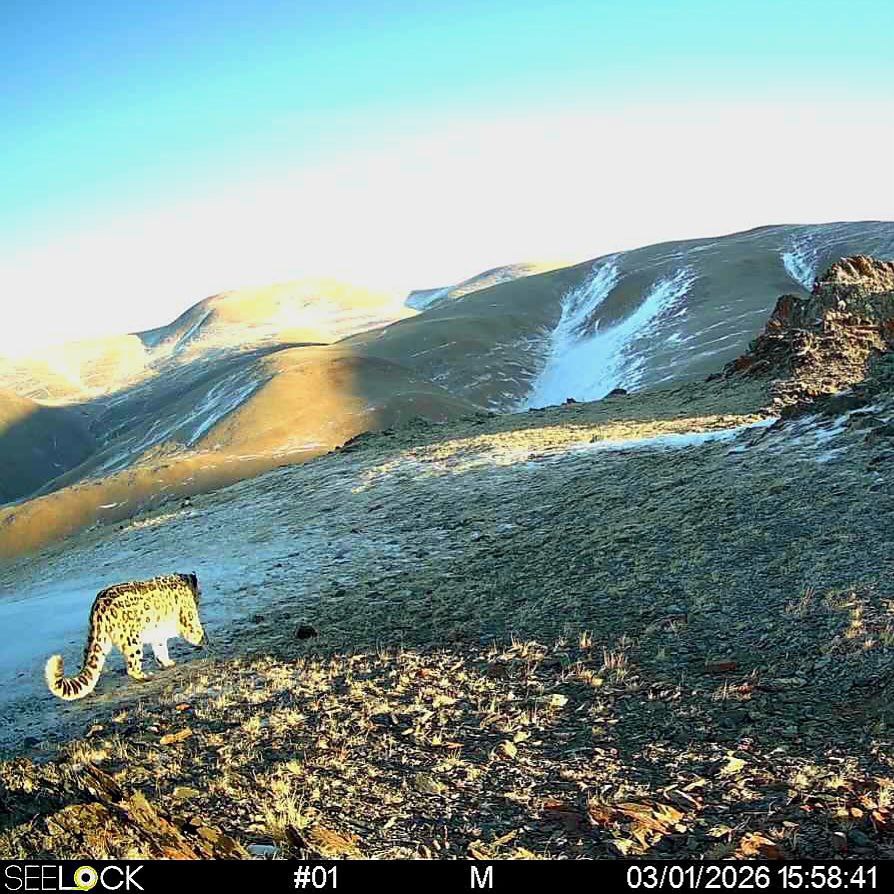 Фотоловушки с сотовой связью начали работу в Сайлюгемском нацпарке Фотоловушки с сотовой связью начали работу в Сайлюгемском нацпарке