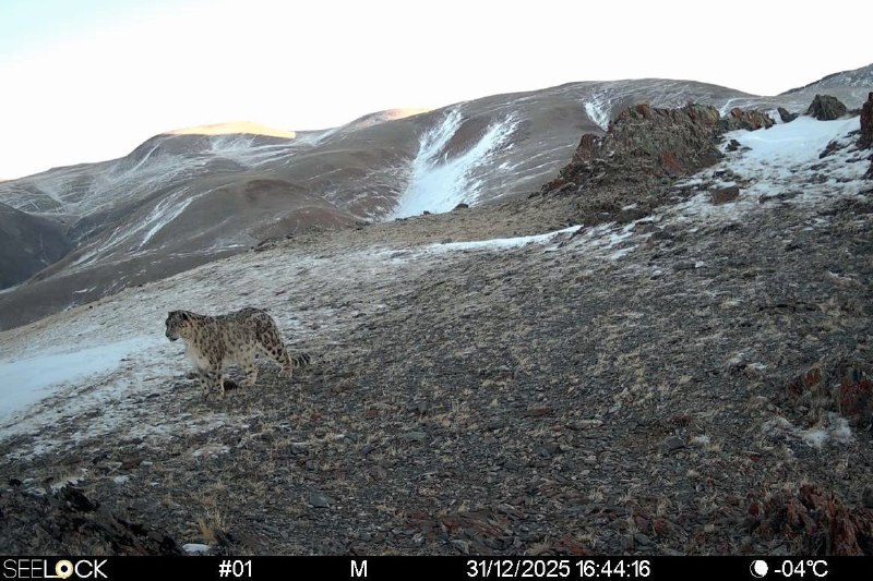 Фотоловушки с сотовой связью начали работу в Сайлюгемском нацпарке Фотоловушки с сотовой связью начали работу в Сайлюгемском нацпарке