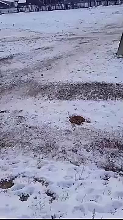 От подписчика. Видео из Онгудая о разливающемся Урсуле