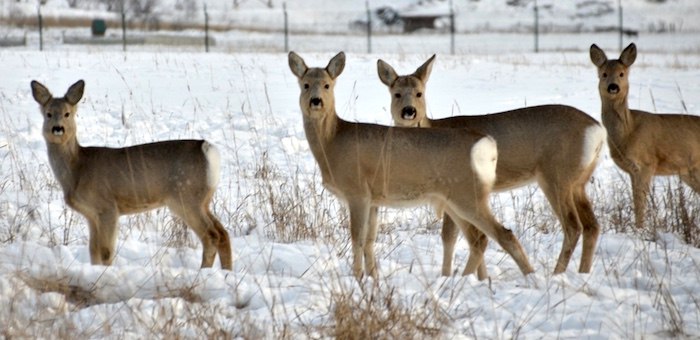 Крепкие морозы недолго продержались в Республике Алтай: уже сегодня днем будет достаточно тепло – по северным районам даже возможны оттепели до +3°С
