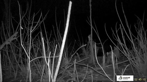 Видеорегистратор в Алтайском заповеднике записал, как лисица испугалась, увидев речного бобра