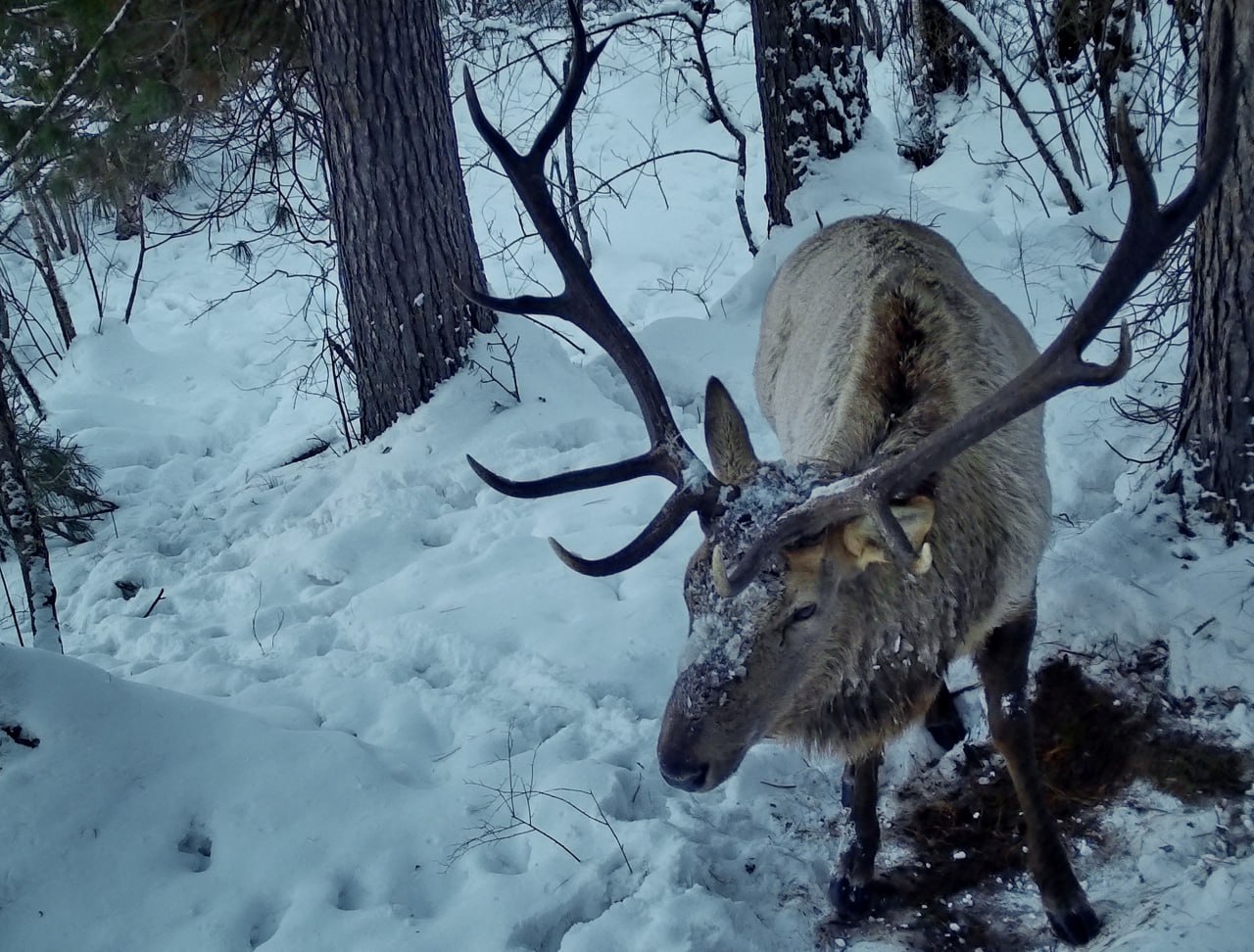 Иногда и у марала бывает «не хочу на работу»