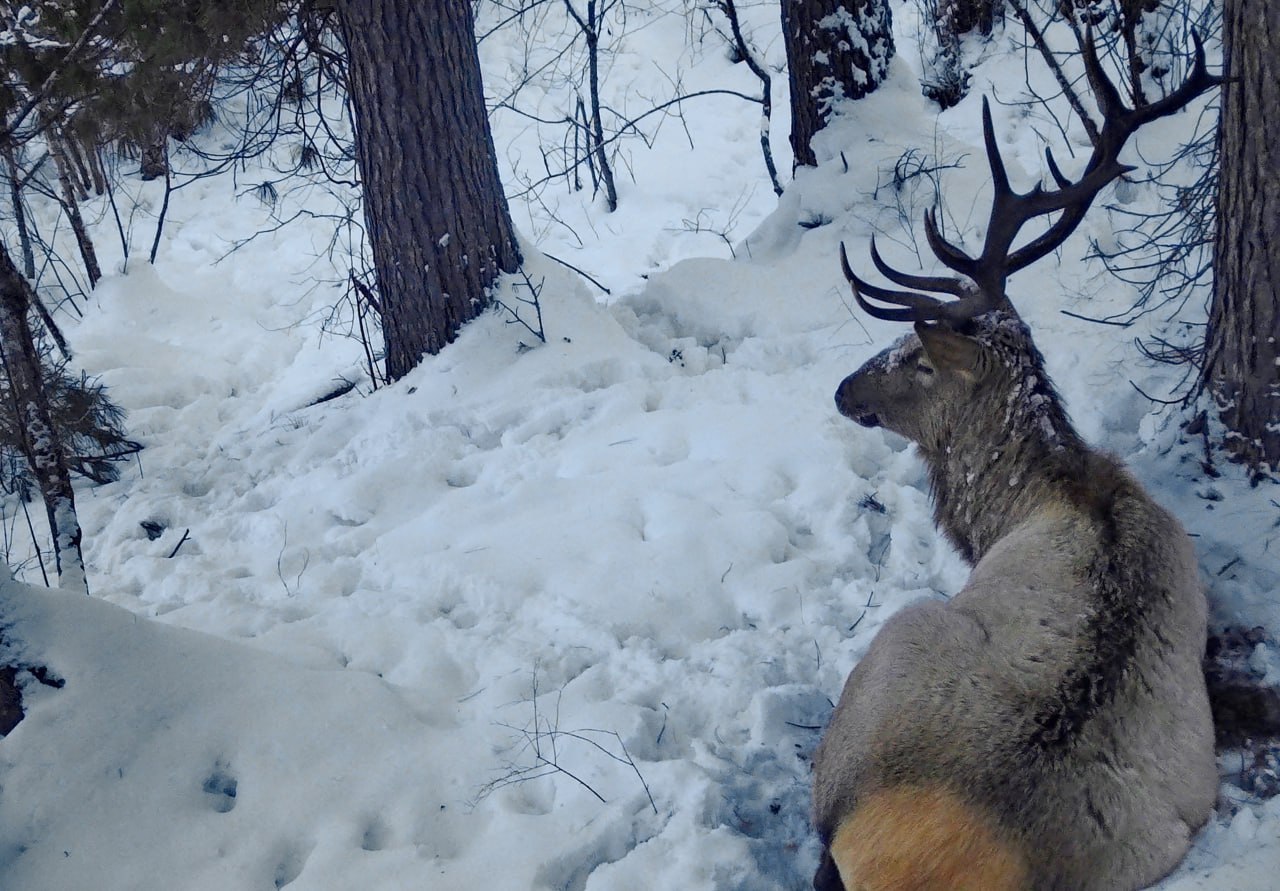 Иногда и у марала бывает «не хочу на работу» Иногда и у марала бывает «не хочу на работу»