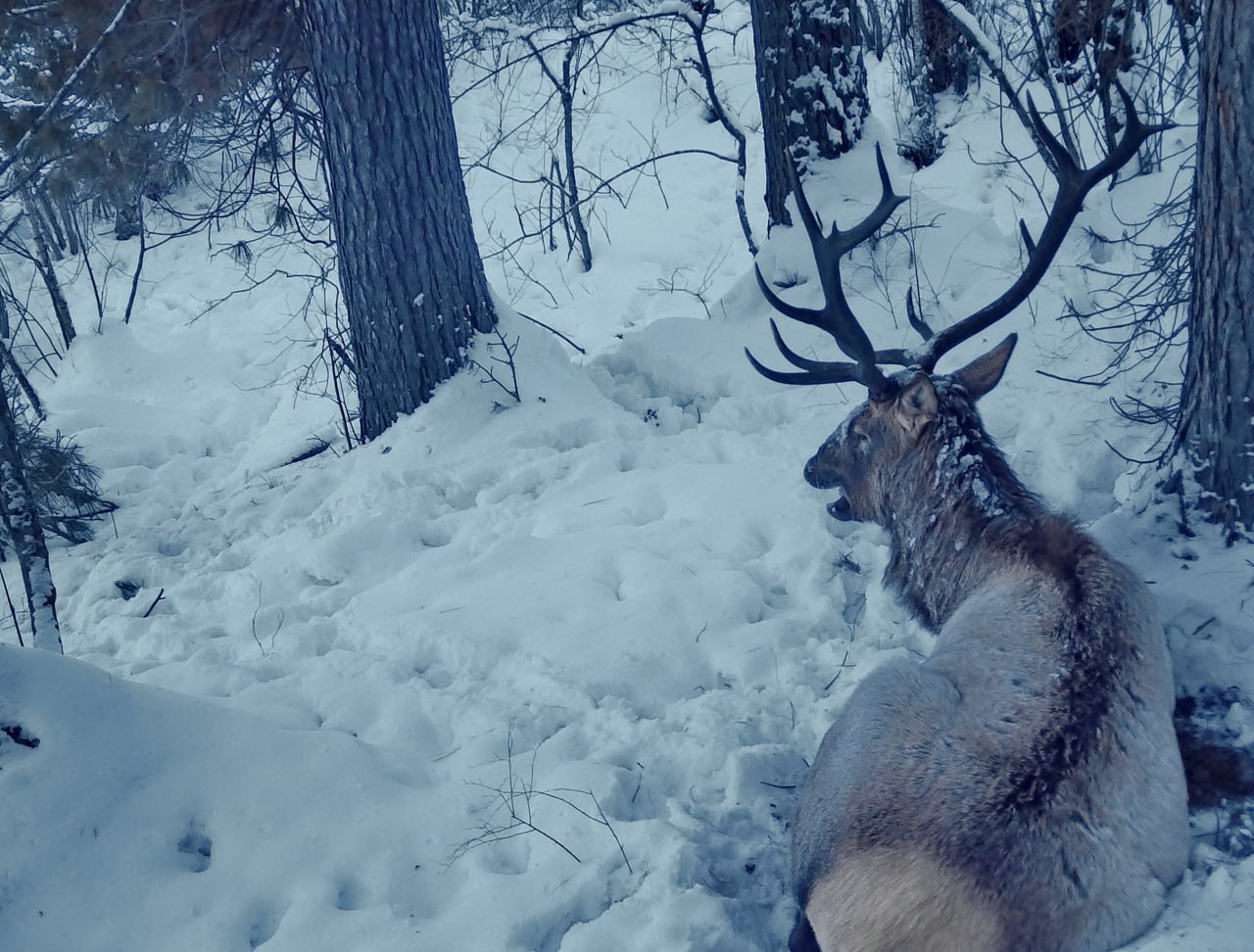 Иногда и у марала бывает «не хочу на работу» Иногда и у марала бывает «не хочу на работу»