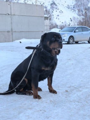 Полицейский ротвейлер Антей ищет себе новых хозяев