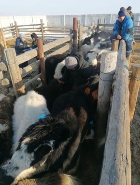 Минздрав Республики Алтай назвал причину эпидемии сельхозживотных, отвечая на вопросы жителей в соцсетях: