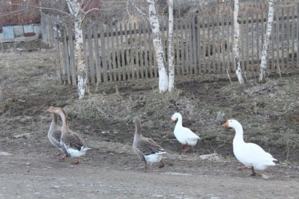 ������ ���� �� �������: ���� ������� � ��������� �������