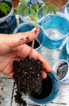 ��������� ����� ��� �������: ��� ����� �����