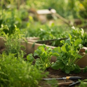 ��� ������� ��������� ������� ��������������� ������ �� ����: ������ � ����������