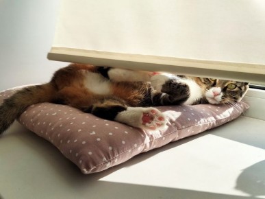 ������ ����������� ��� ����������� ������������: 7 �������� �������