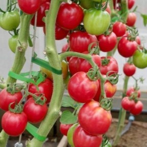 ���������� ����� ������� ���: ��� ���� � ���������� ������