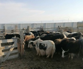 ����� � ����� ��� � �� ������: ��� � ���-����� ������� ���� �� ������