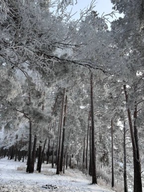 � ������������ ���� ���������