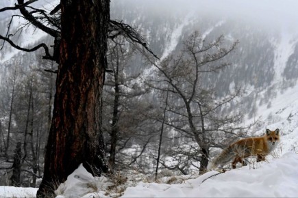 �������-���������. ������ ������ �� ���������: ��� �� �����, ����������� ��� ���� �����