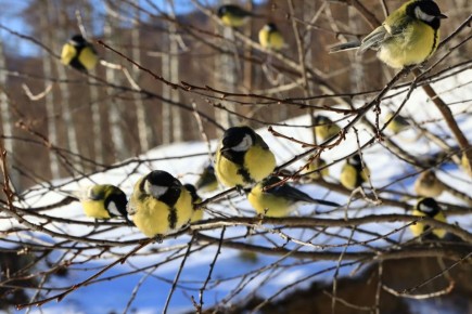 ������� � ��������� �����������, ��� ����� ��������, �������� ������ � �������