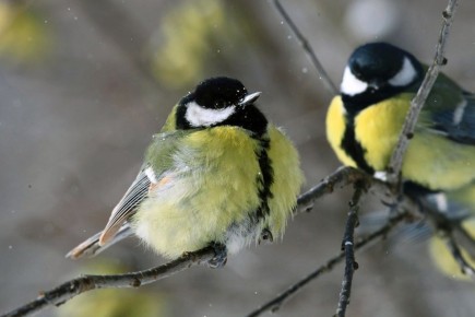 �������� ������ �������� ������� ����: ������� ������, ������� ������� �����