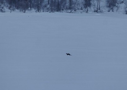 ����������� ��������� ����� �� ���� ��������� �����