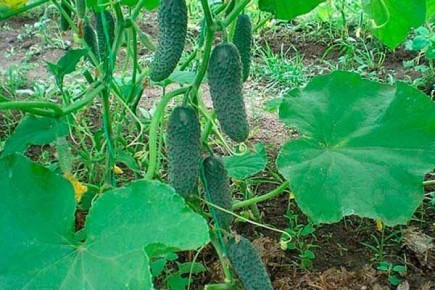 ������� ������� � ������� ����������� ������� ����� ������