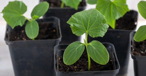 ������� ��������� ���������� ���������� ������