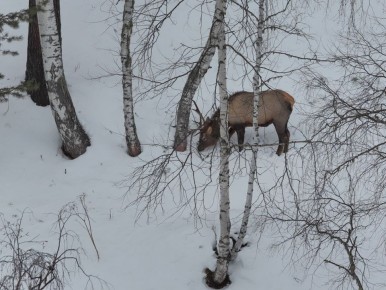 Как маралы Алтайского заповедника переживают суровую зиму