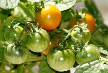 ��� ��������� ������ �������: ������� ��������� ���������� ������