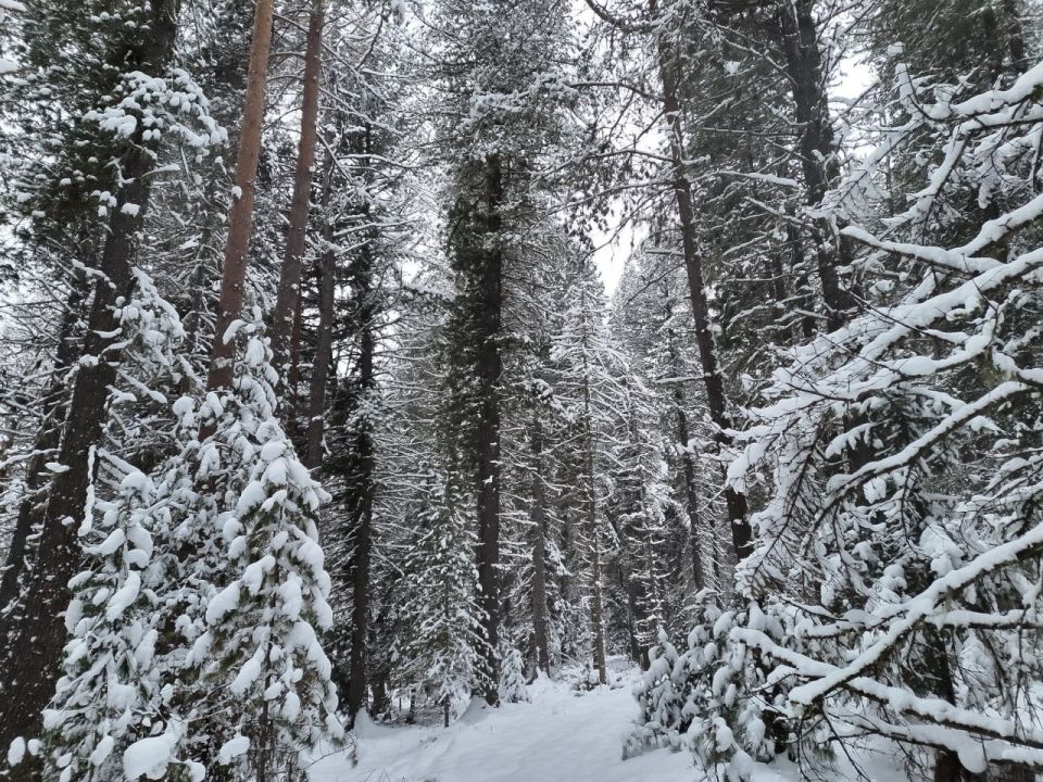 ������ ����� ��� � ����� �� ������ ���������� ��������