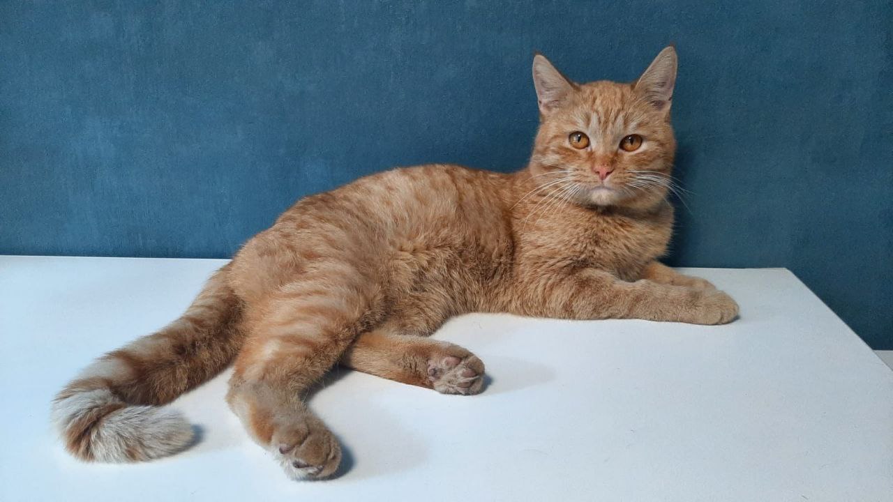 Кот. Осталось 8 жизней