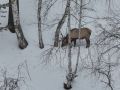 Как маралы Алтайского заповедника переживают суровую зиму