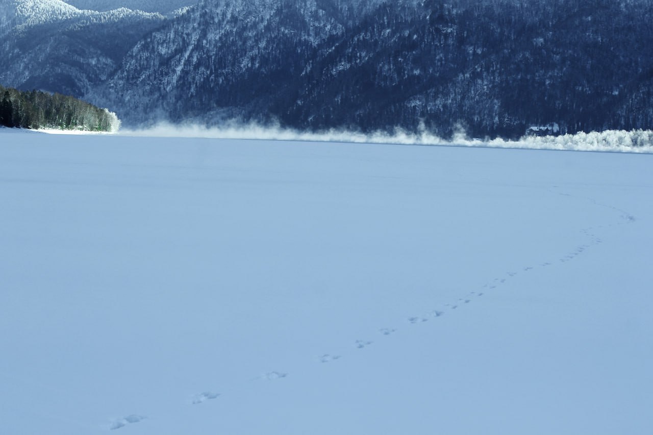 Краснокнижная речная выдра устроила 1,5-километровый забег по замерзшей части Телецкого озера Краснокнижная речная выдра устроила 1,5-километровый забег по замерзшей части Телецкого озера