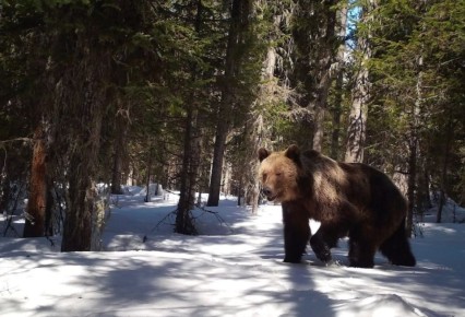 Бодрый медведь попал в фотоловушку в Катунском заповеднике