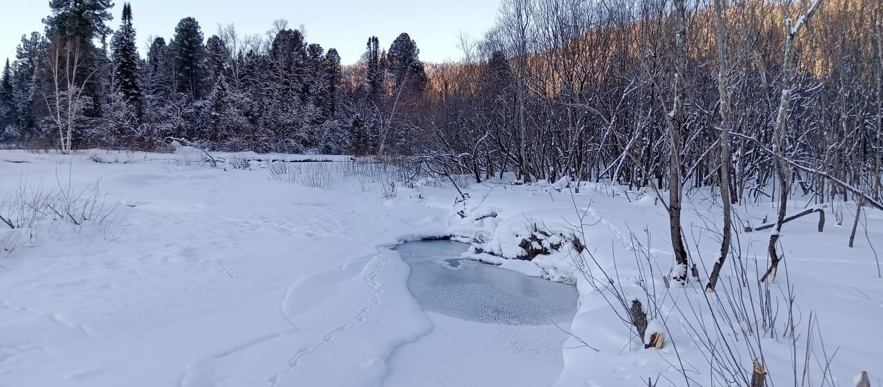 Краснокнижная речная выдра устроила 1,5-километровый забег по замерзшей части Телецкого озера Краснокнижная речная выдра устроила 1,5-километровый забег по замерзшей части Телецкого озера