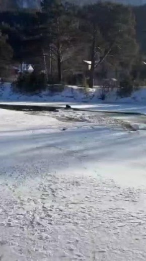 Вчера в Чемале конь решил воды напиться