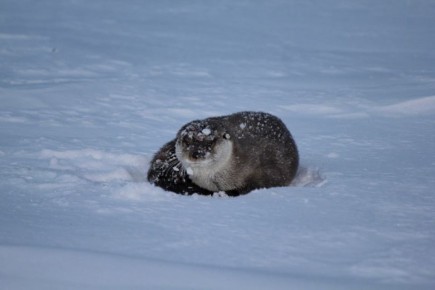 Краснокнижная речная выдра устроила 1,5-километровый забег по замерзшей части Телецкого озера