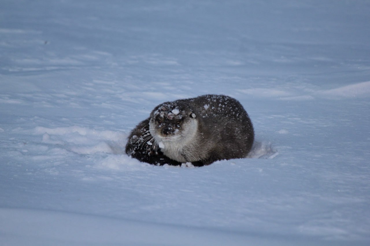Краснокнижная речная выдра устроила 1,5-километровый забег по замерзшей части Телецкого озера