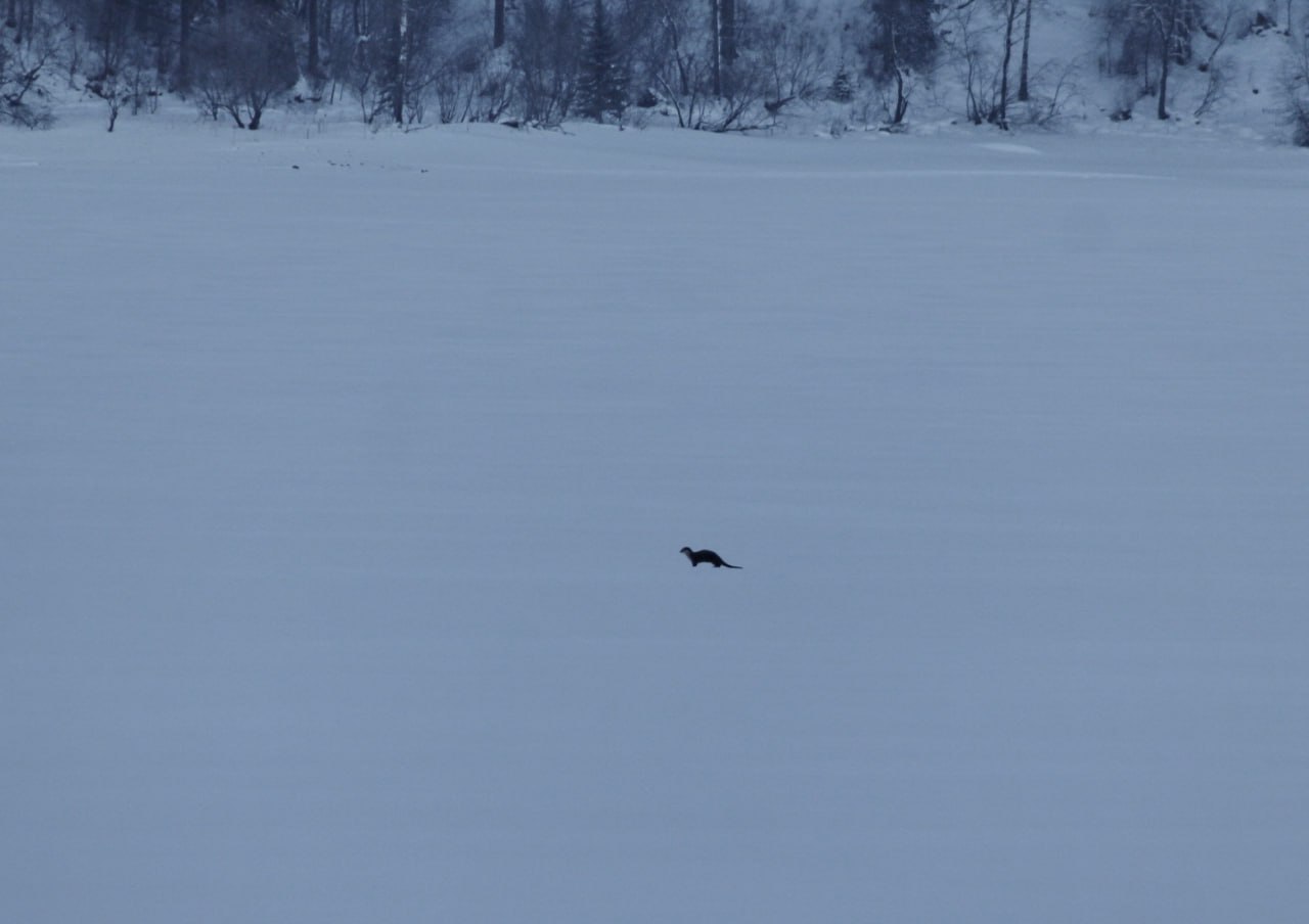 Краснокнижная речная выдра устроила 1,5-километровый забег по замерзшей части Телецкого озера Краснокнижная речная выдра устроила 1,5-километровый забег по замерзшей части Телецкого озера