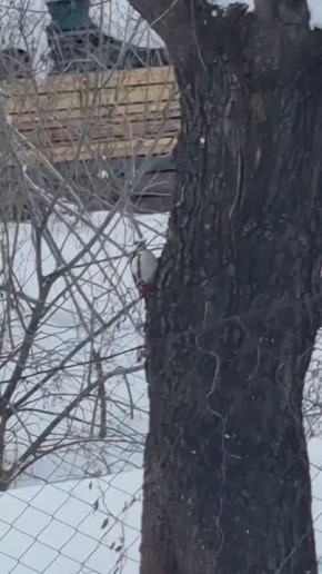 В городе заметили редкого гостя — яркого дятла!