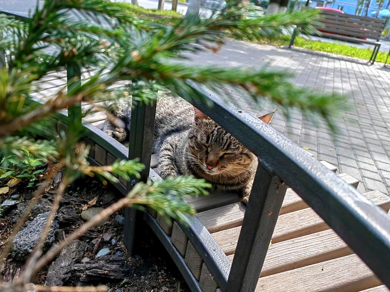 Ольга Сафронова: Набережные рек Майма и Каяс, Тропа здоровья на горе Комсомольской, Студенческий сквер, въезд в Горно-Алтайск, Сквер связистов, родник «Ырысту и Аленушка», Сквер камней, Сквер имени В.П. Чкалова, детские... Ольга Сафронова: Набережные рек Майма и Каяс, Тропа здоровья на горе Комсомольской, Студенческий сквер, въезд в Горно-Алтайск, Сквер связистов, родник «Ырысту и Аленушка», Сквер камней, Сквер имени В.П. Чкалова, детские...