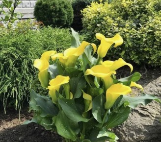 ��� ��������� ������ ����� �� ���������� ��������: �������� ������