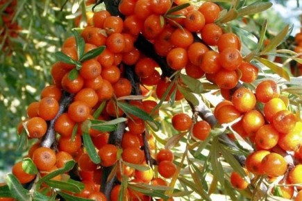 Как вырастить облепиху Ажурную: секреты успешного ухода