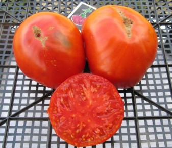 Томат Сила Сибири: ваш идеальный партнер для сурового климата