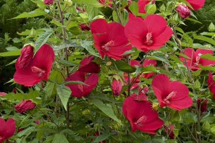 Идеальные двойники: как выбрать лиственные кустарники для дачного участка