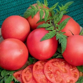 ����� �����: ������ ������ � ������� ������������ ��� ��������� ������