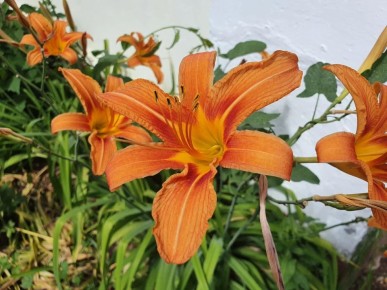 ��� ������� �������� ��� ��� ������ ������: ������������� �������� ��� ������ �������