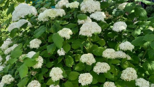 ������ �� ������ ���������: ������� ������� � �������