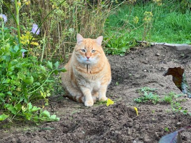 ������� �������� �� ������� �� ��������: ������� ������ �� ��������� ������