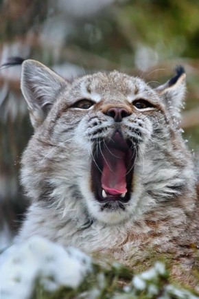 Подборка ярких портретов! У каждого животного свой нрав и неповторимая манера позировать