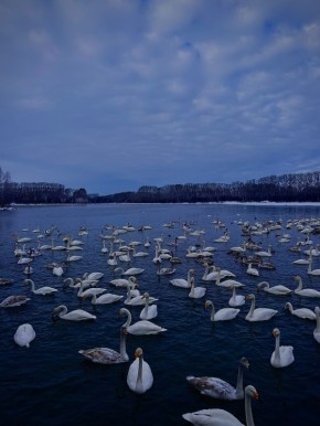 В заказнике «Лебединый» зафиксирован новый рекорд по численности зимующих лебедей-кликунов