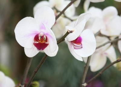 ������� � ����������� ��������� ����� �������: ��� ������������� �� ��������