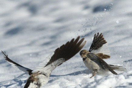 Снежных ангелов делают не только люди, но и снежные вьюрки Сайлюгемского нацпарка