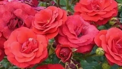 ��� ������� ��������� ������� ����: ������� ��� ��� �����������